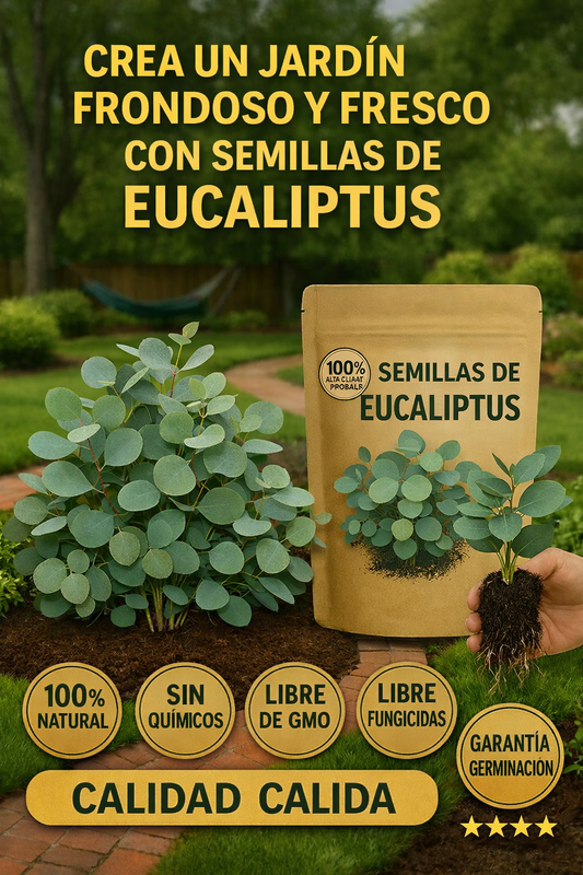 Semillas PREMIUM Eucaliptus