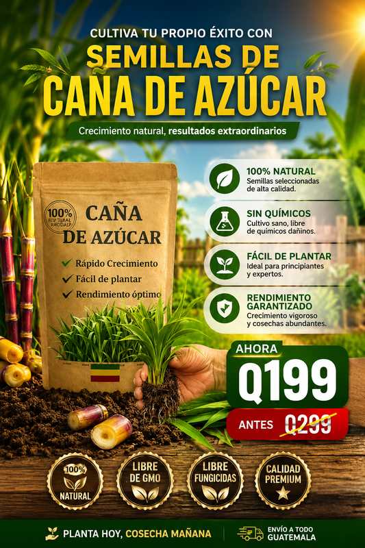 SEMILLAS DE CAÑA DE AZUCAR DULCE